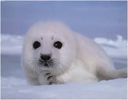 baby seal